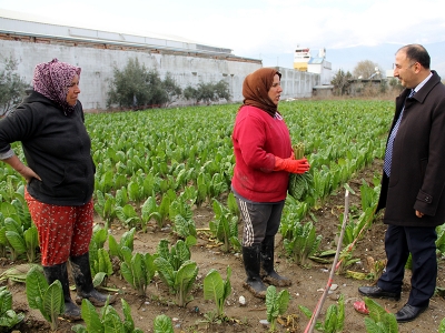 Hatay pazı üretimde iddialı