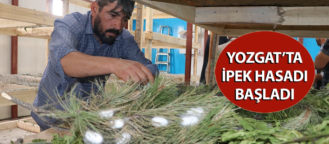 Yozgat’ta ipek hasadı başladı