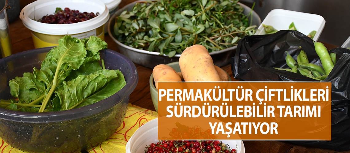 Permakültür çiftlikleri sürdürülebilir tarımı yaşatıyor