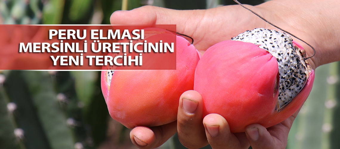 Peru elması Mersinli üreticinin yeni tercihi
