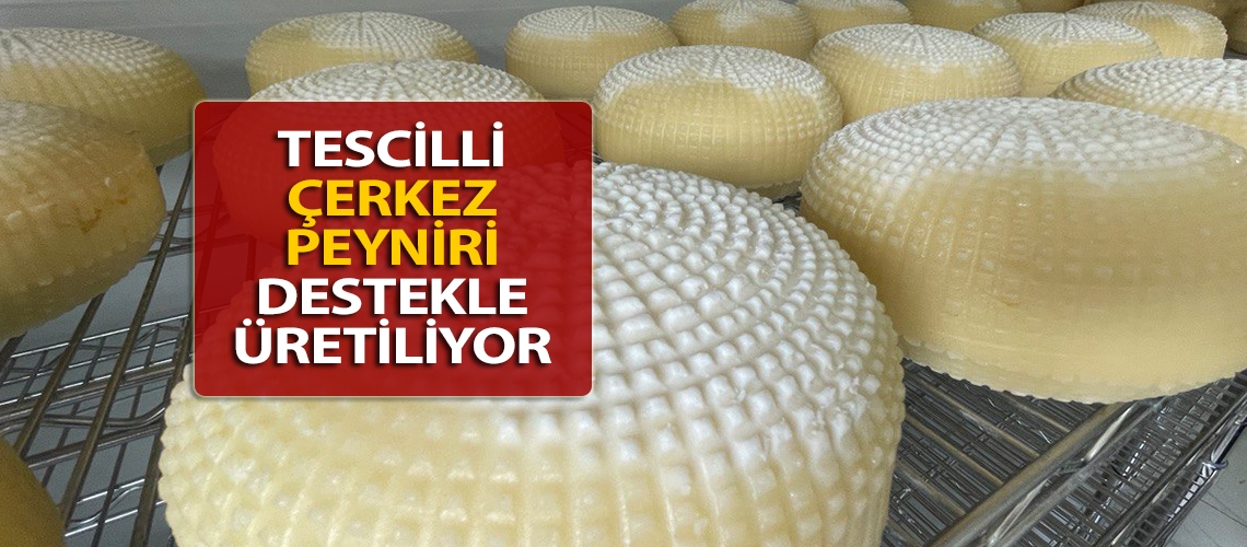 Tescilli Çerkez peyniri destekle üretiliyor