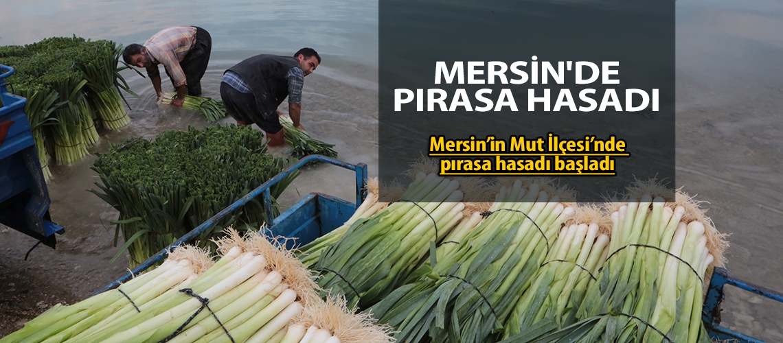Mersin'de pırasa hasadı
