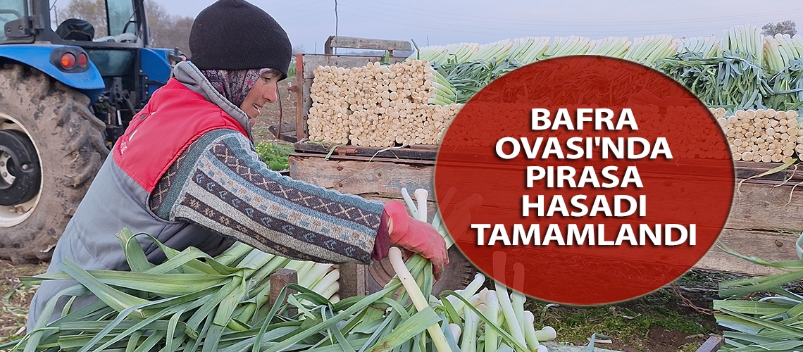 Bafra Ovası'nda pırasa hasadı tamamlandı