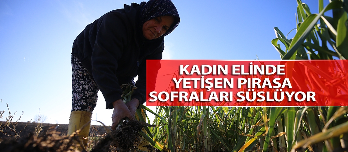 Kadın elinde yetişen pırasa sofraları süslüyor