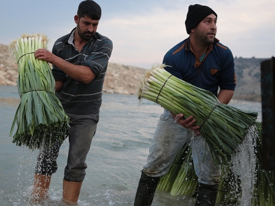 Mersin'de pırasa hasadı