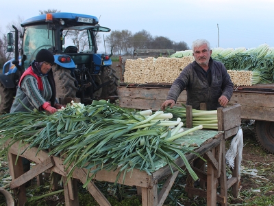 Bafra Ovası'nda pırasa hasadı tamamlandı