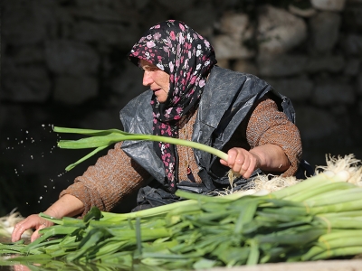 Kadın elinde yetişen pırasa sofraları süslüyor