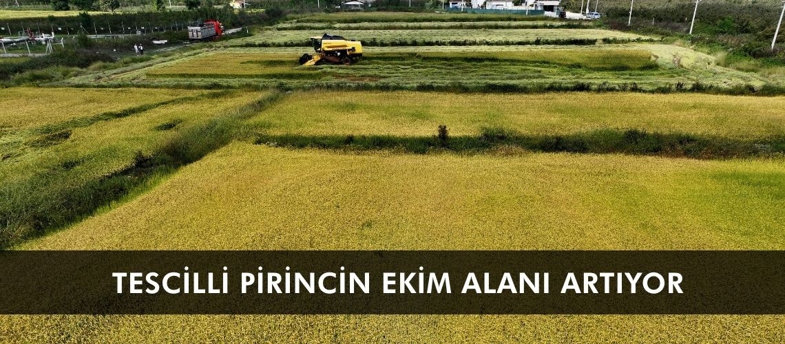 Tescilli pirincin ekim alanı artıyor