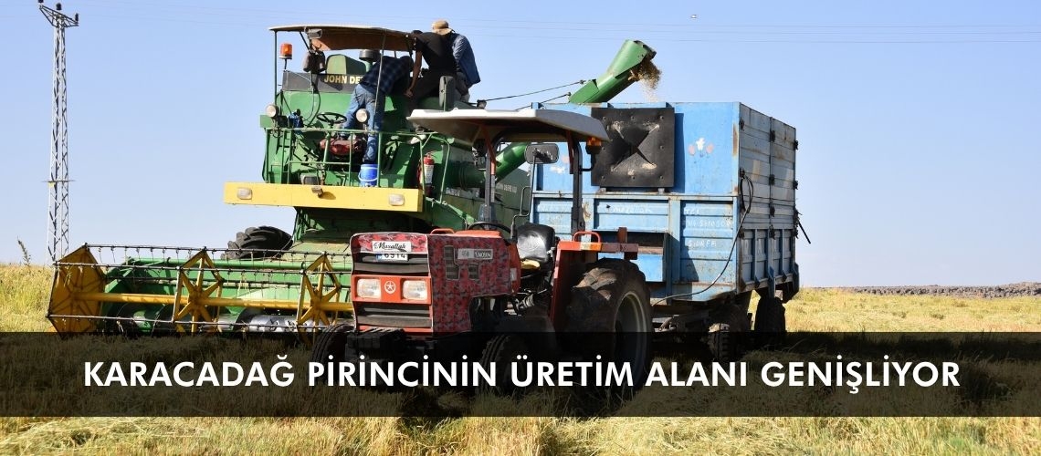 Karacadağ pirincinin üretim alanı genişliyor