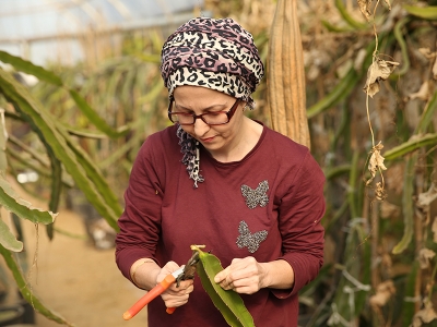 Pitayacı kadın çiftçinin hedefi ihracat