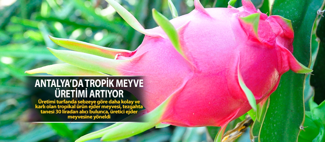 Antalya’da tropik meyve üretimi artıyor