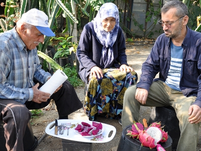 Antalya’da tropik meyve üretimi artıyor