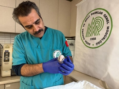 Yavru porsuk emin ellerde