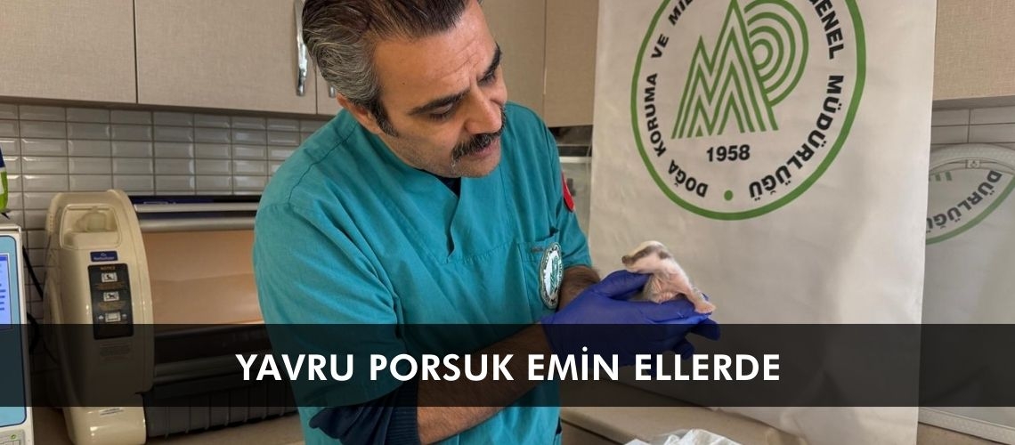 Yavru porsuk emin ellerde