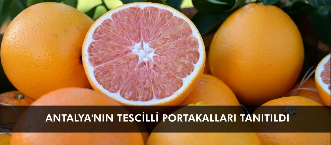 Antalya'nın tescilli portakalları tanıtıldı