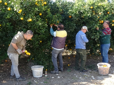 Doğu Akdeniz’de portakal hasadı bereketli başladı