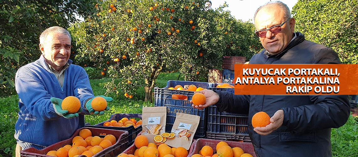 Kuyucak portakalı, Antalya portakalına rakip oldu
