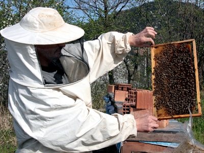 Anadolu propolisi 6 ülkede
