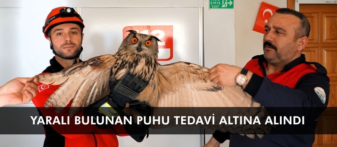 Yaralı bulunan puhu tedavi altına alındı