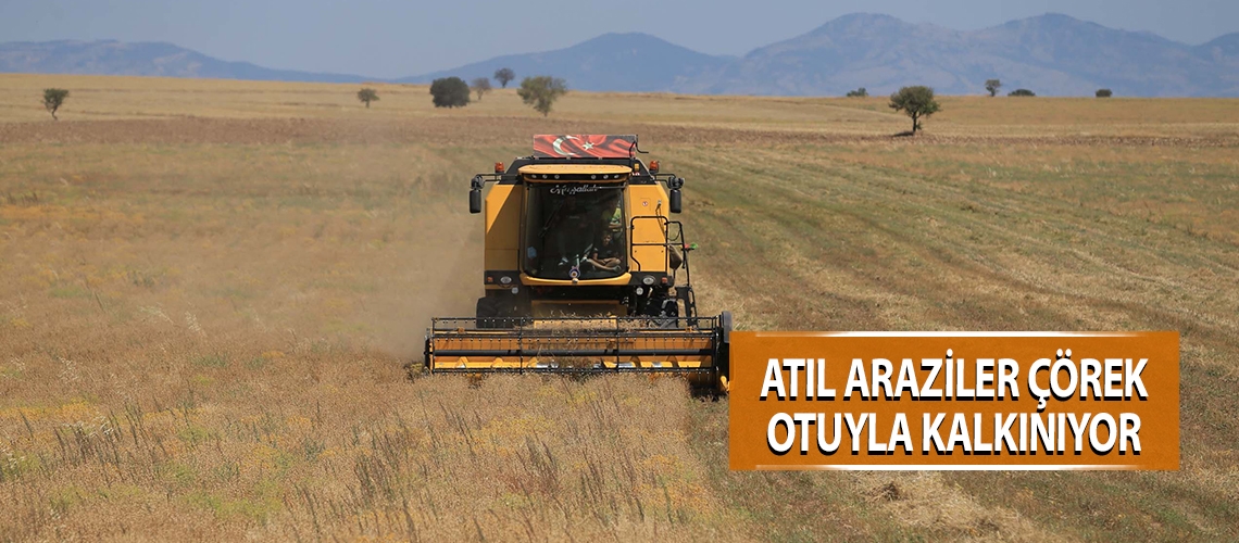 Atıl araziler çörek otuyla kalkınıyor