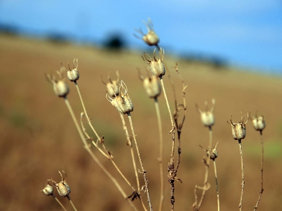 Atıl araziler çörek otuyla kalkınıyor