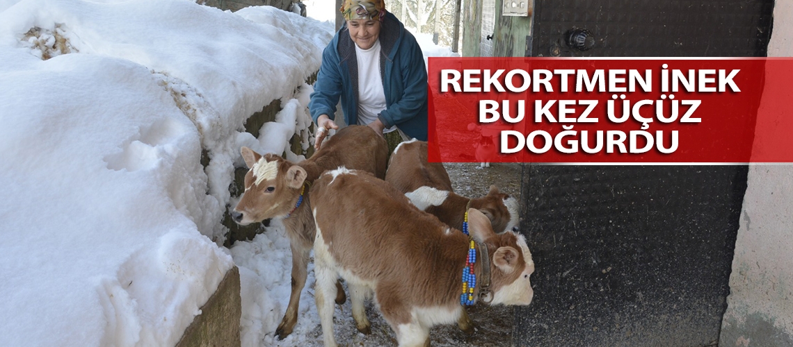 Rekortmen inek bu kez üçüz doğurdu