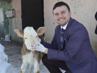 Rekortmen inek bu kez üçüz doğurdu