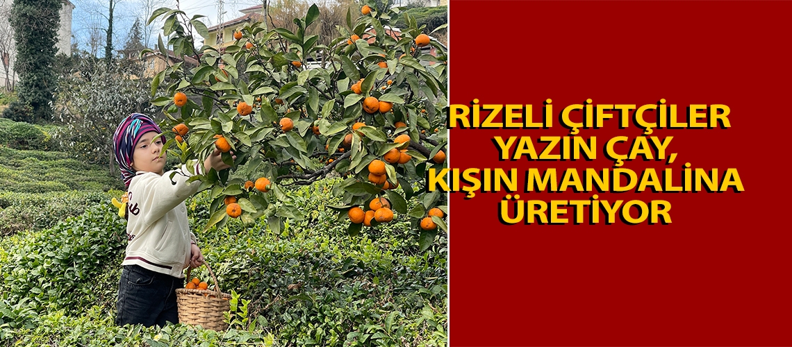 Rizeli çiftçiler yazın çay, kışın mandalina üretiyor
