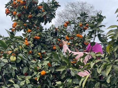 Rizeli çiftçiler yazın çay, kışın mandalina üretiyor