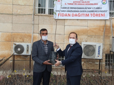 Şırnaklı çiftçilere fidan desteği