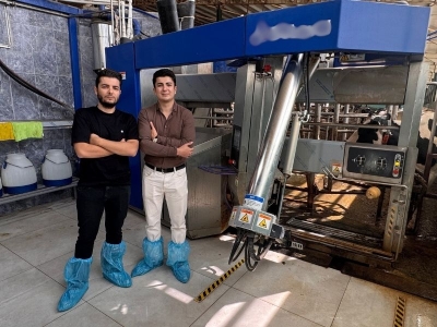 Robotla sağılan inekler özel yemle ödüllendiriliyor