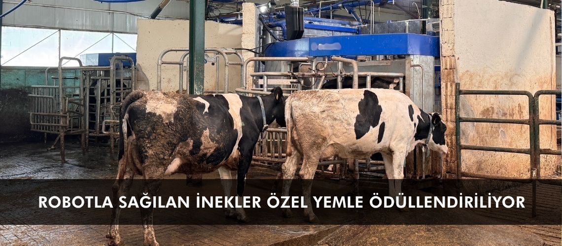 Robotla sağılan inekler özel yemle ödüllendiriliyor
