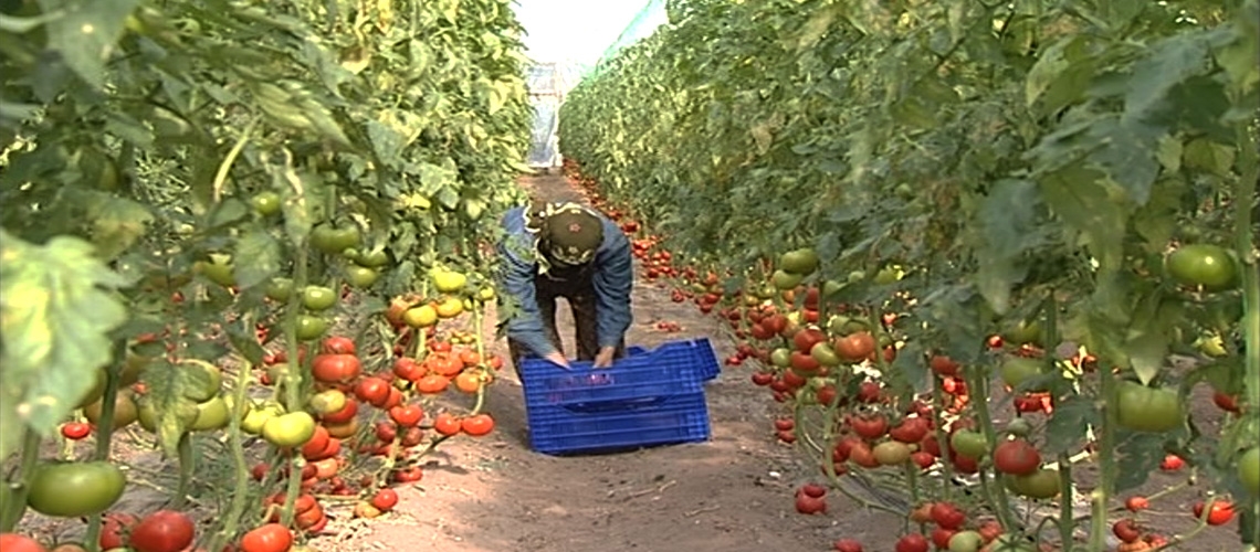 Örtüaltı Domates Yetiştiriciliği