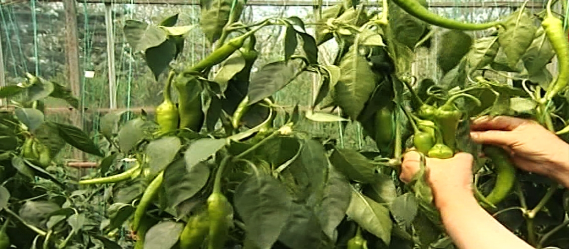 Örtüaltı Biber Yetiştiriciliği