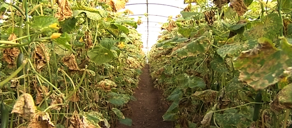 Örtüaltı Sebze Yetiştiriciliğinde Görülen Fungal Hastalıklar