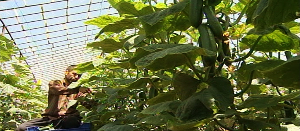 Örtüaltı Hıyar Yetiştiriciliği