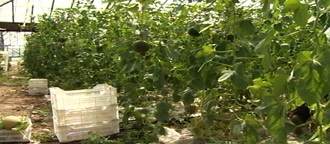 Örtüaltı Kavun Yetiştiriciliği