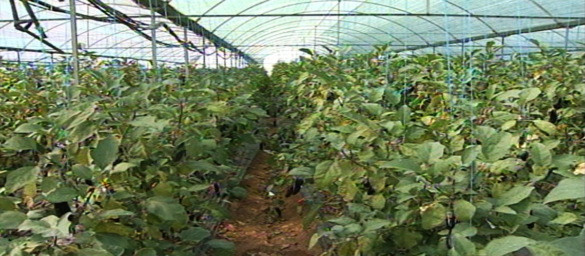 Örtüaltı Patlıcan Yetiştiriciliği