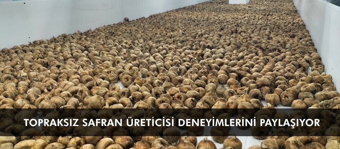 Topraksız safran üreticisi deneyimlerini paylaşıyor