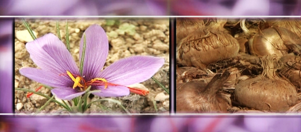 Safran Yetiştiriciliği