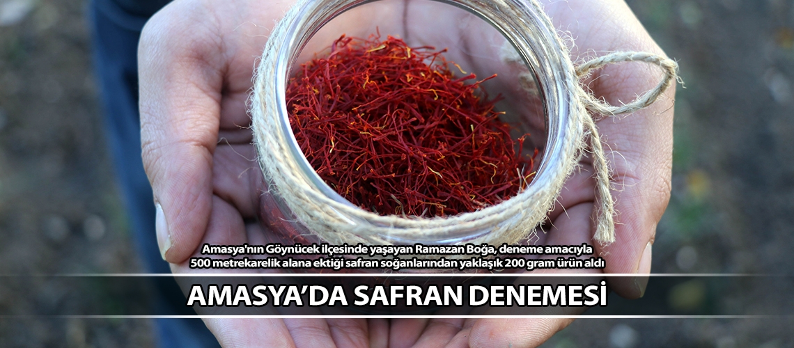 Amasya’da safran denemesi