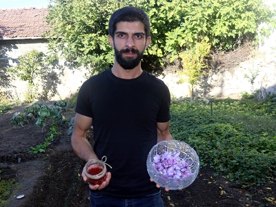 Amasya’da safran denemesi
