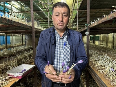 Kuraklığa karşı üreticilerin tercihi safran oldu