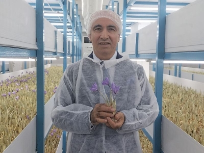 Mali müşavir kurduğu tesiste topraksız safran üretiyor