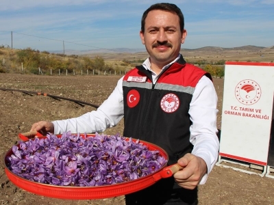 “Kırmızı altın” üretimi yaygınlaşıyor