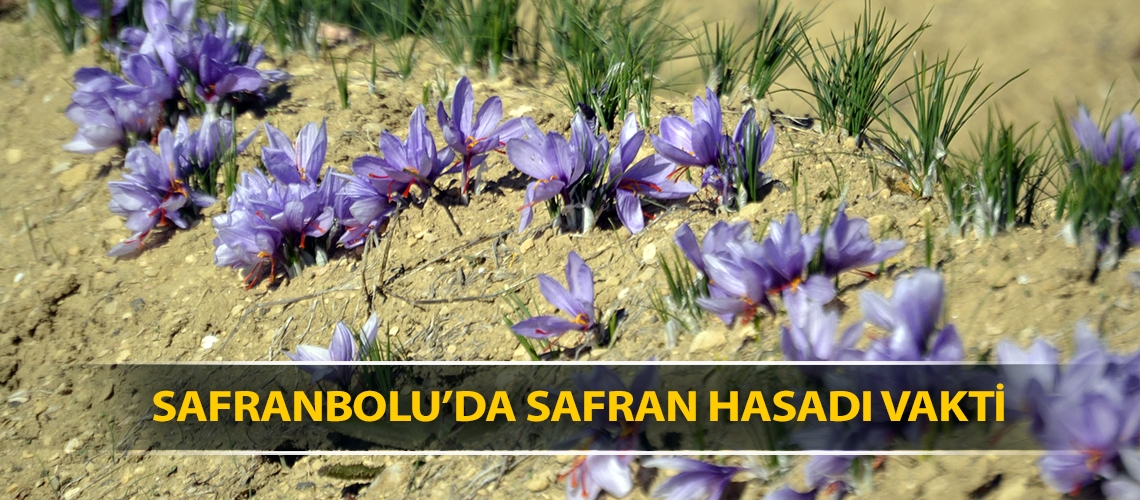 Safranbolu’da safran hasadı vakti