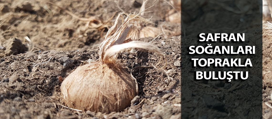 Safran soğanları toprakla buluştu