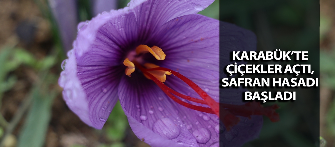 Karabük’te çiçekler açtı, safran hasadı başladı