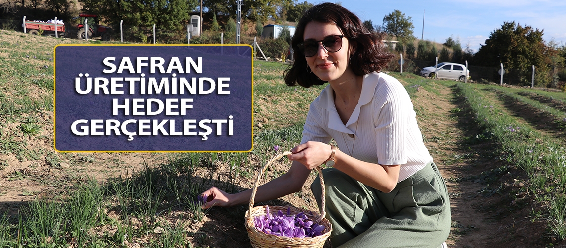 Safran üretiminde hedef gerçekleşti