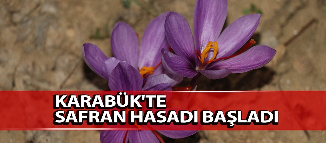 Karabük'te safran hasadı başladı